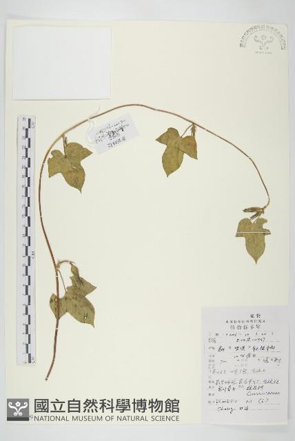 裂葉牽牛藏品圖，第1張