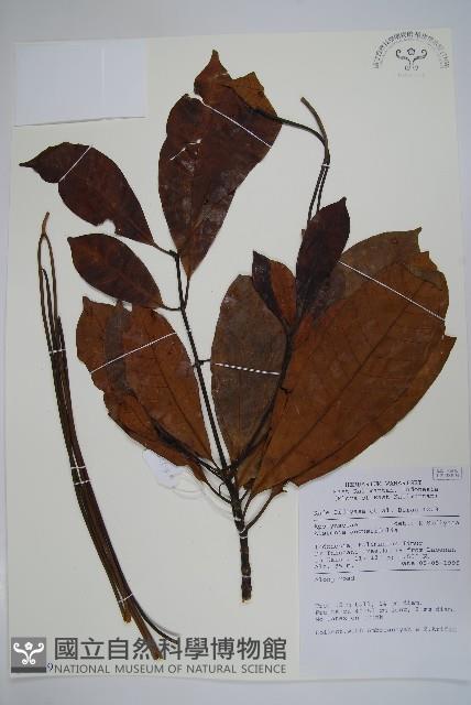 齒葉東北南星藏品圖，第1張