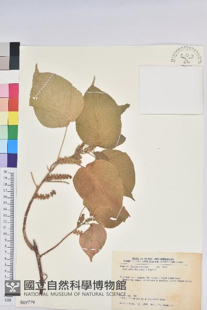 紅頭鐵莧、蘭嶼鐵莧藏品圖，第1張