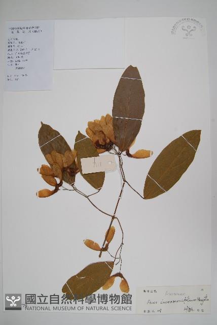 樟葉槭藏品圖，第1張