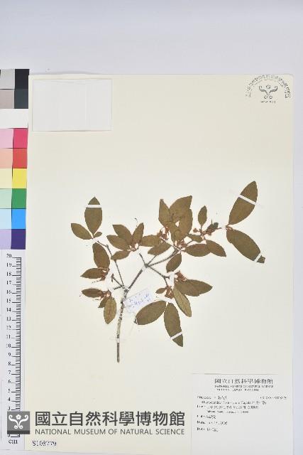 埔里杜鵑藏品圖，第1張