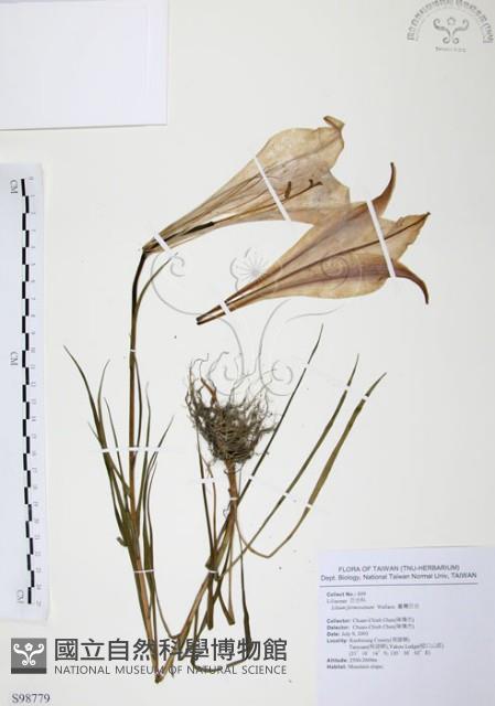 臺灣百合藏品圖，第1張