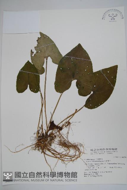 大屯細辛藏品圖，第1張