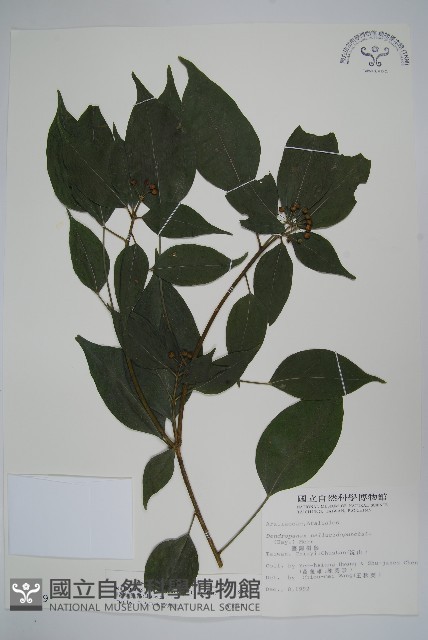 臺灣樹參藏品圖，第1張