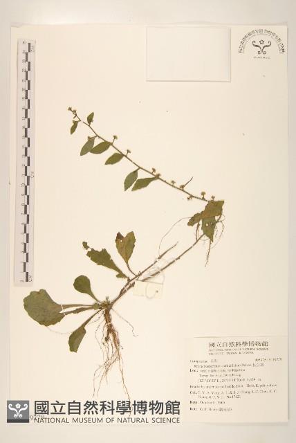 秋分草藏品圖，第1張