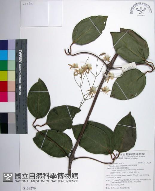 厚葉鐵線蓮藏品圖，第1張