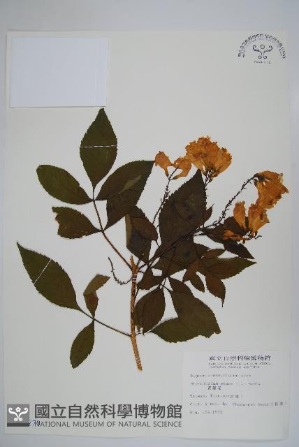 黃鐘花藏品圖，第1張