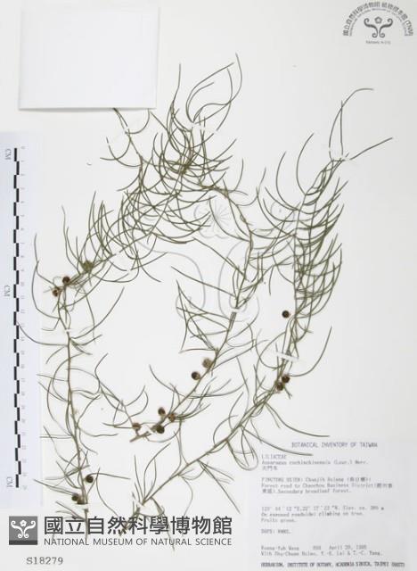 天門冬藏品圖，第1張