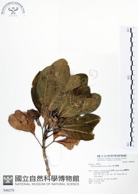 假三腳虌藏品圖，第1張