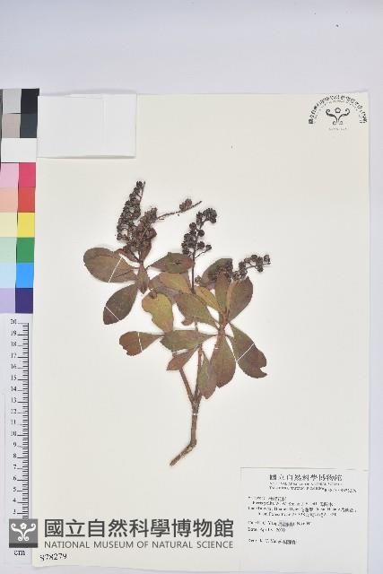 馬醉木藏品圖，第1張