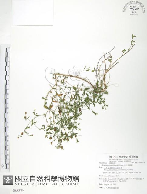 玉山金絲桃藏品圖，第1張