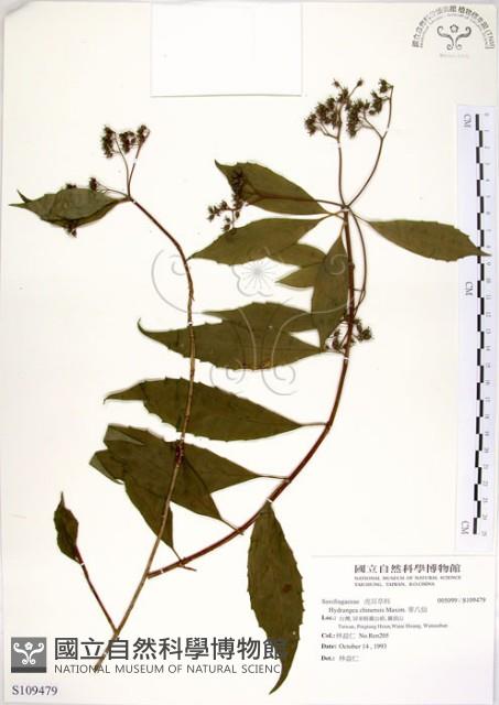 華八仙藏品圖，第1張