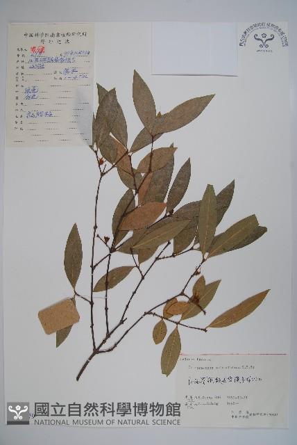 柳葉腊梅藏品圖，第1張