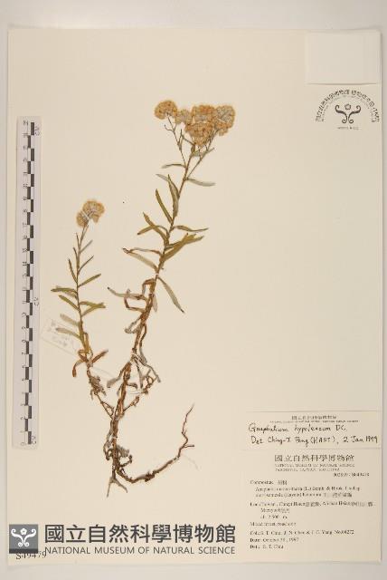 秋鼠麴草藏品圖，第1張