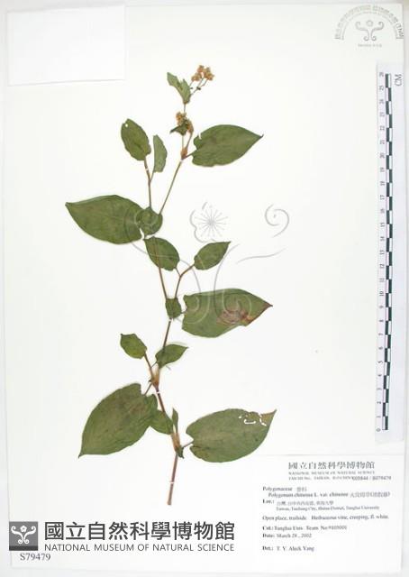 火炭母草、清飯藤藏品圖，第1張