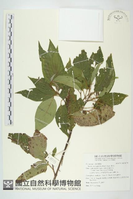 梜木藏品圖，第1張