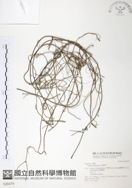 無根草藏品圖，第1張