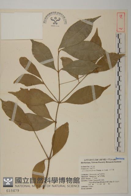 大丁黃藏品圖，第1張