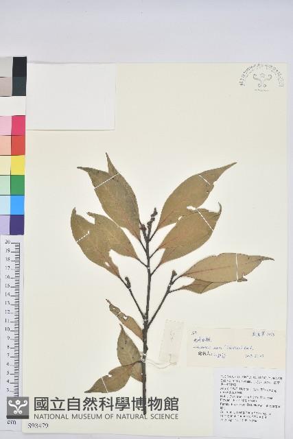 光葉石櫟藏品圖，第1張