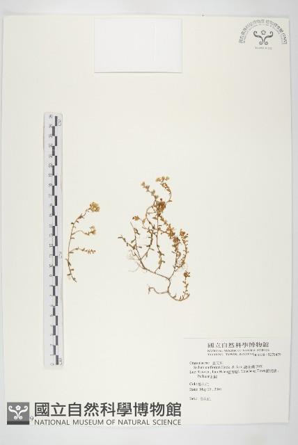 疏花佛甲草藏品圖，第1張