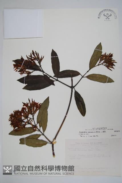 大錦蘭藏品圖，第1張