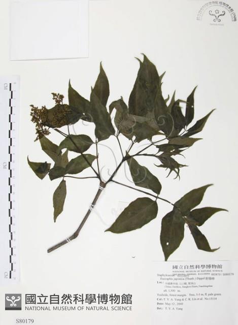 灰色木藍藏品圖，第1張