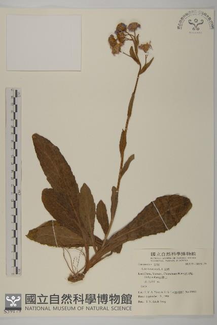 紫菀藏品圖，第1張