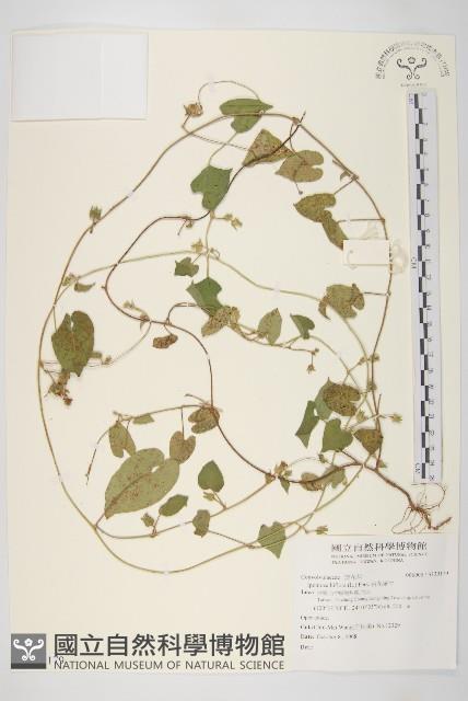 白花牽牛藏品圖，第1張