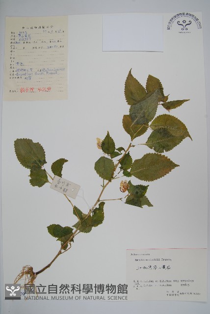 牯嶺鳳仙花藏品圖，第1張