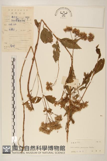 佩蘭、澤蘭藏品圖，第1張