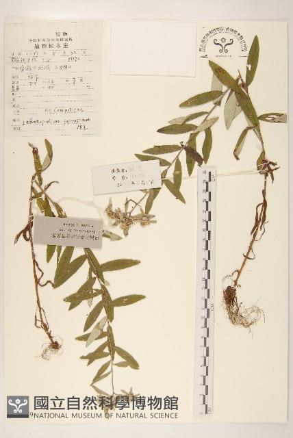 薄雪火絨草藏品圖，第1張