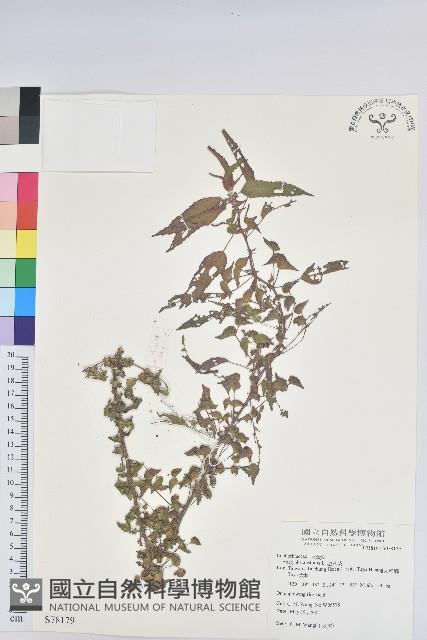 鐵莧菜藏品圖，第1張