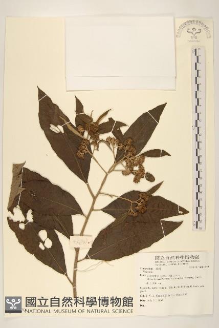 Accession Number:S081379 Collection Image, Figure 1, Total 2 Figures