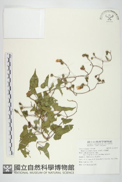 菜欒藤藏品圖，第1張