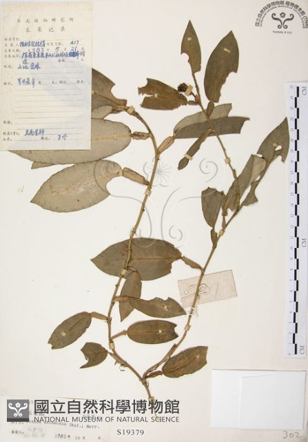 柚葉藤藏品圖，第1張