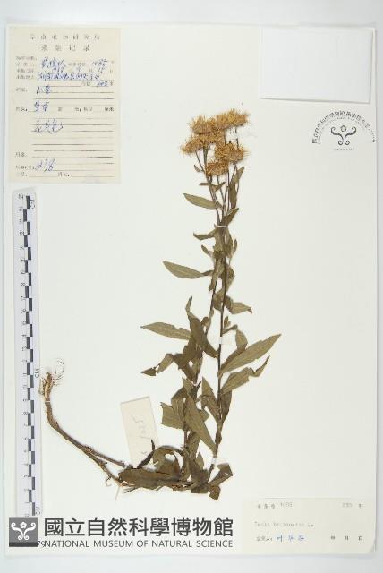 歐亞旋覆花藏品圖，第1張