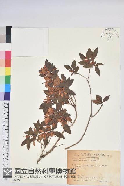 紅毛杜鵑藏品圖，第1張