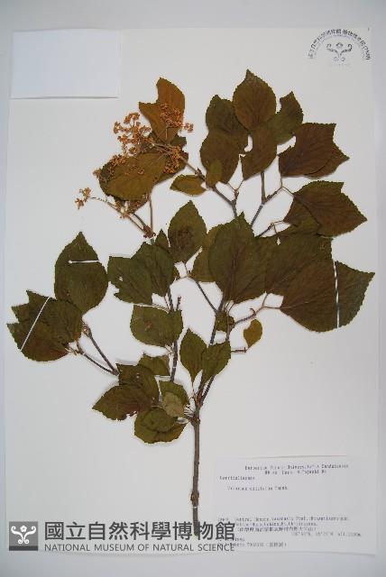 莢迷藏品圖，第1張