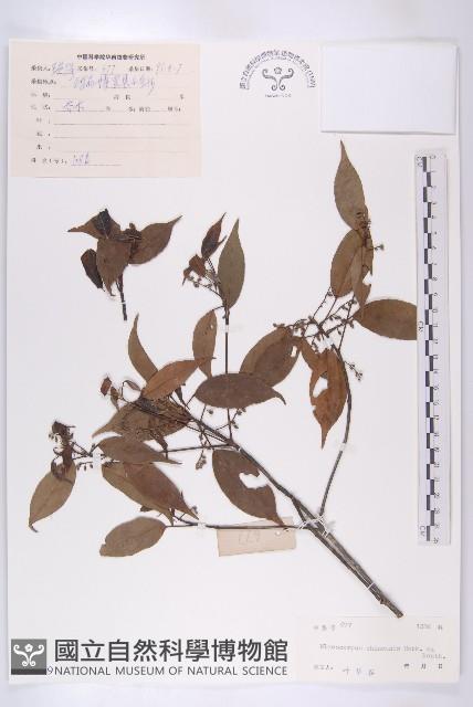 華杜英藏品圖，第1張