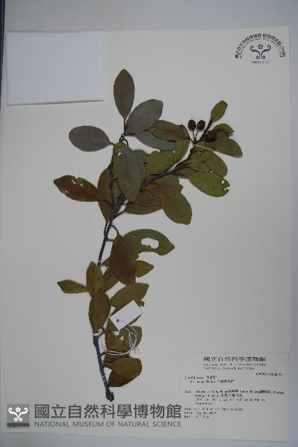 Birdlime holly Collection Image, Figure 1, Total 2 Figures