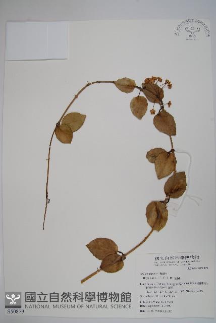 毬蘭藏品圖，第1張