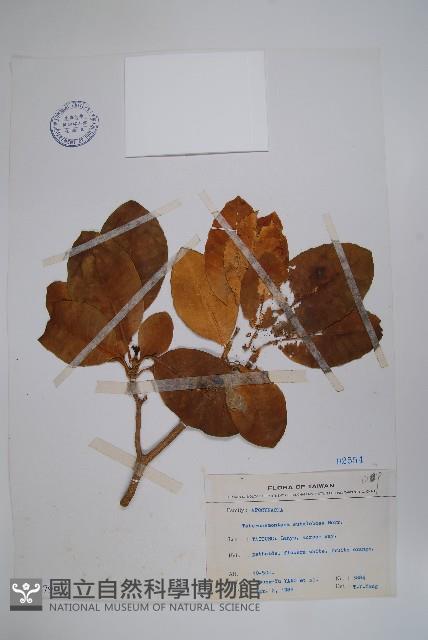 蘭嶼馬蹄花藏品圖，第1張