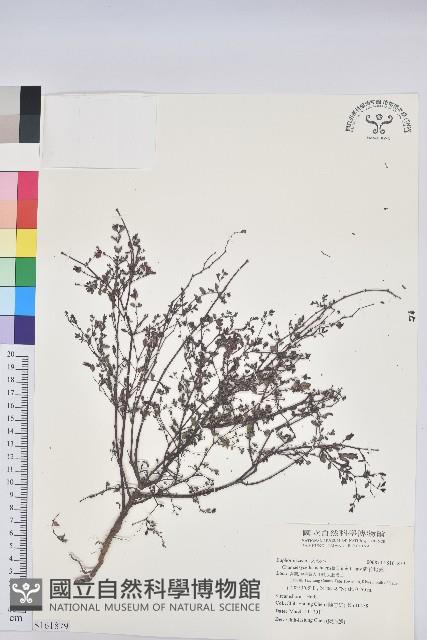 新竹地錦藏品圖，第1張