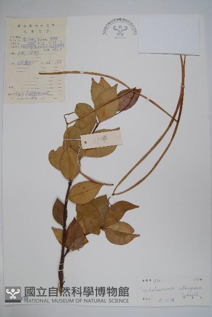 乳兒繩藏品圖，第1張