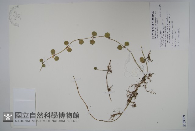 風不動藏品圖，第1張