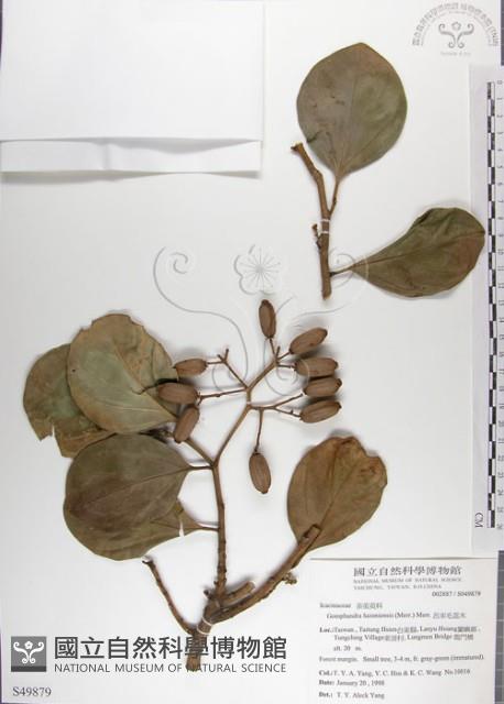 呂宋毛蕊木藏品圖，第1張