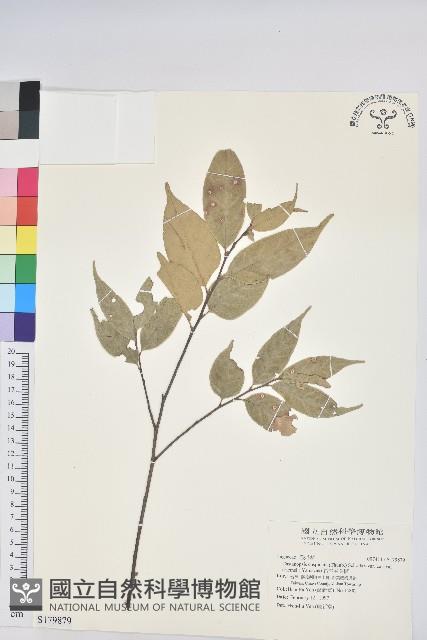 長尾尖葉櫧藏品圖，第1張