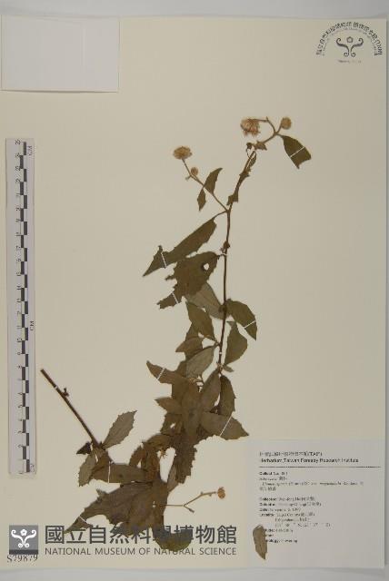 大頭艾納香藏品圖，第1張