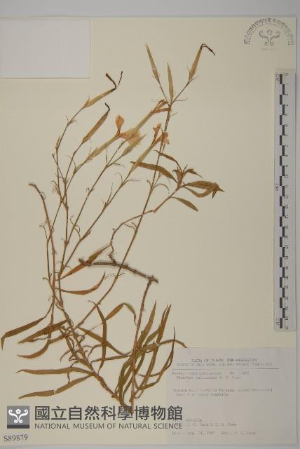 巴陵石竹藏品圖，第1張