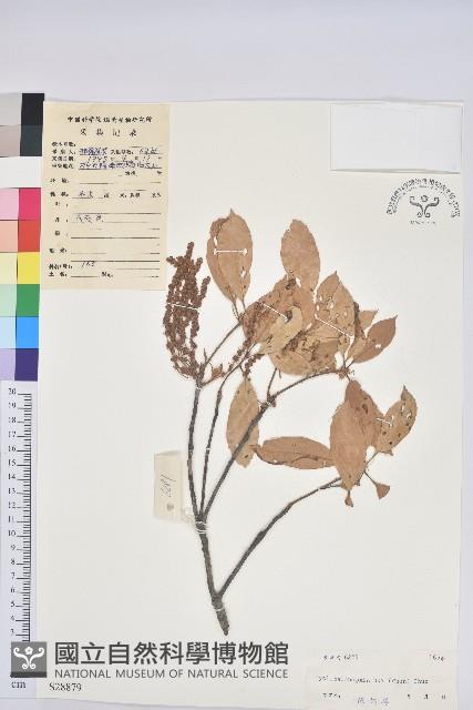 雷公青剛藏品圖，第1張